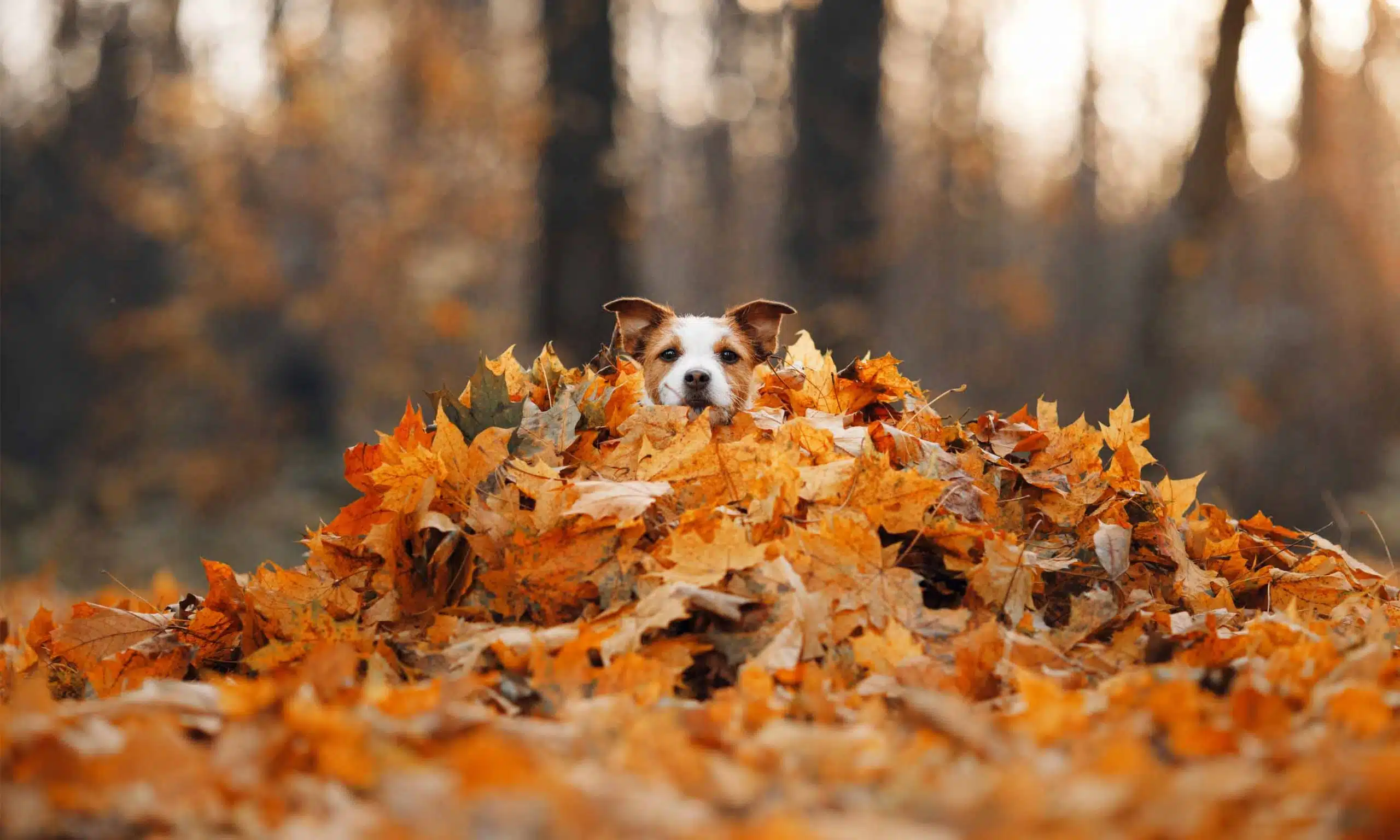 Hund_im_Laub