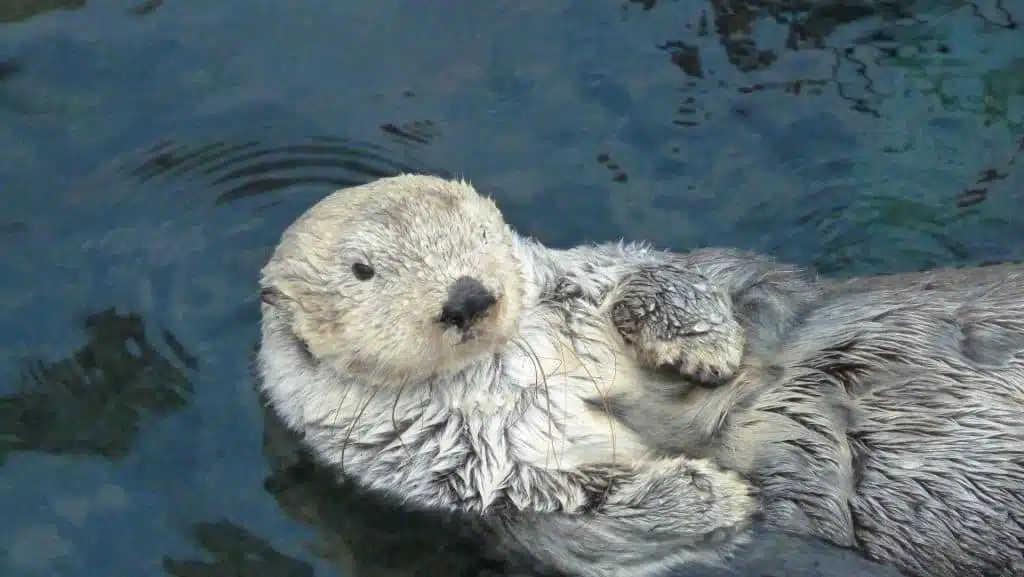 Otter